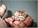Jet Energized Sunstone Orgone Tower Buster
