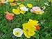 2500 MIXED COLORS ICELAND POPPY Papaver Nudicaule Flower Seeds