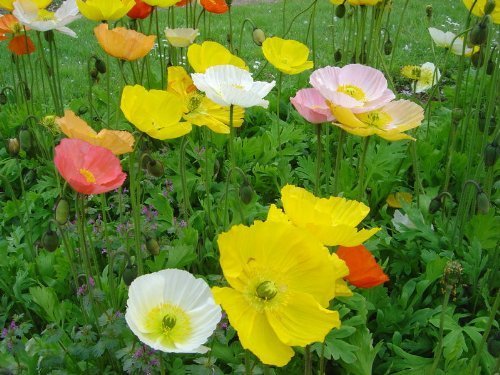 2500 MIXED COLORS ICELAND POPPY Papaver Nudicaule Flower Seeds 2500 MIXED COLORS ICELAND POPPY Papaver Nudicaule Flower Seeds