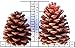 Natural Ponderosa Pine Cones Unique Home Holiday Decoration 3 to 4