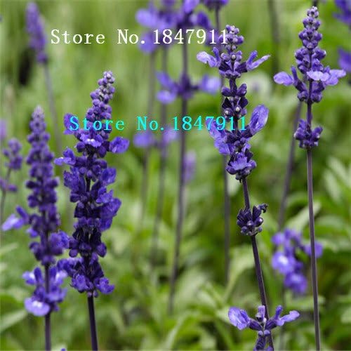 Grosser Verkauf Original Packung 100 Stuck Pack Essbare Salbei Samen Mehrjahrige Pflanze Bonsai Pflanzen Indoor Hause Blumensamen Amazon De Garten