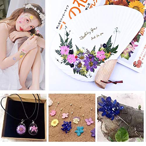 image for Aunifun Real Dried Pressed Flowers Assorted Colorful Daisies for Art C