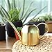 E.Palace Stainless Steel Water Can for Indoor Plants and Garden (Gold 15 oz)
