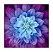 Hoffman Digital Dream Big Flower 43in Panel Aurora Fabric