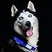 Pet Industries Metal Buckle LED Dog Collar, Available in 7 Colors & 4 Sizes (Large [18.5-23.5