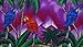 Funky Hawaiian Shirt, Parrot, Purple XXL
