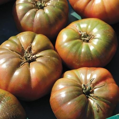 Organic Non-GMO Cherokee Purple Tomato - OPEN-POLLINATED - Garden Vegetable Seed for Planting (price includes shipping)