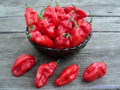 Zavory Mild Habanero Pepper Seeds 20 Pack Organic Nongmo By Organicseedsupply Amazon Co Uk Garden Outdoors