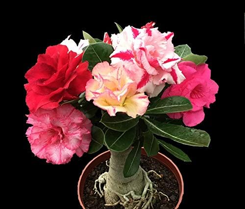 GETSO Dwarf Desert Rose Bonsai Topf Blumen Adenium Obesum Indoor Bonsai