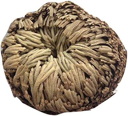 Xuanhemen Practical Live Resurrection Plant Rose of Jericho Dinosaur Plant Air Fern Spike Moss Selaginella