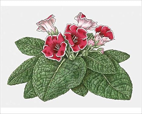 Amazon メディアstorehouse 10 X 8印刷の図のグロキシニア Gloxinia レッド花と緑leaves アートフレーム ポスター オンライン通販