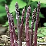 5 Purple Asparagus Crown Asparagus Roots, Purple