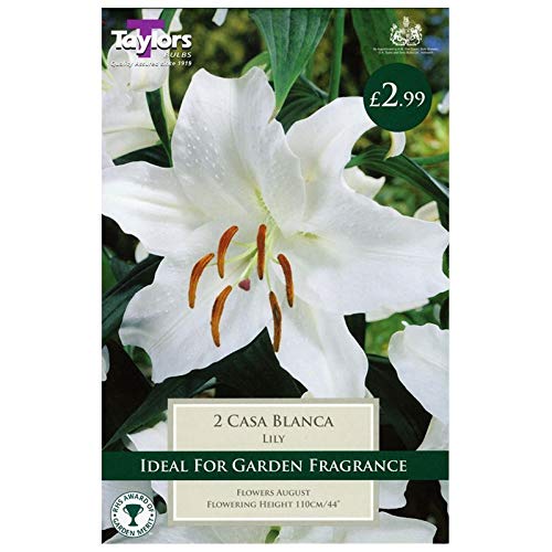Taylors Bulbs Lily Casa Blanca Pack of 2
