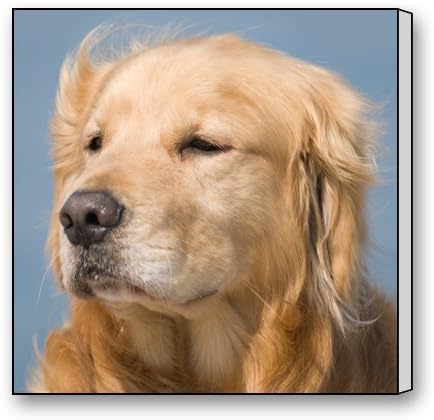 golden retriever picture frame