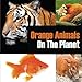 Orange Animals On The Planet by Baby Professor