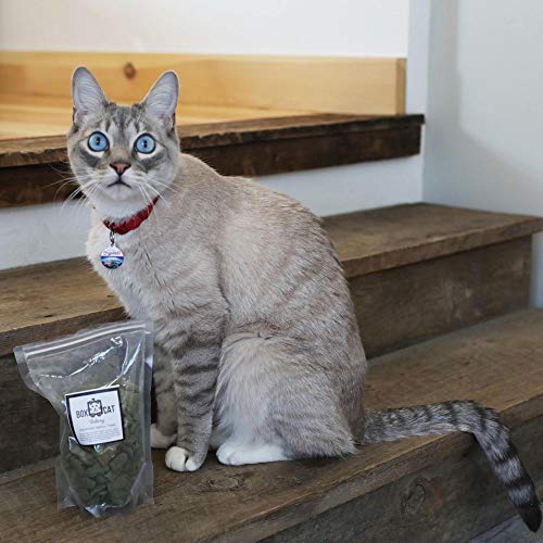 BoxCat Seasonal Cat Subscription Box 4 GIANT Boxes Per Year with cat