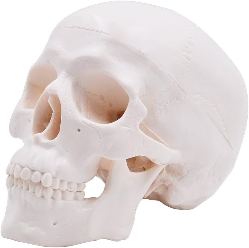 Mini Human Medical Anatomical Head Bone Skull Teaching Model Art Model