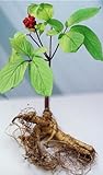 Now is the Time to Sow Ginseng-FREE Shipping 25+ American Ginseng Seeds - Stratified - grow your own ginseng-By Seeds and Things-Instructions Included