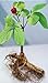 Now is the Time to Sow Ginseng-FREE Shipping 25+ American Ginseng Seeds - Stratified - grow your own ginseng-By Seeds and Things-Instructions Included