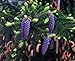 Oriental Spruce Gowdy - Extremely Prolific Pink Fruits on a Dwarf Selection 1 - Year Live Plant