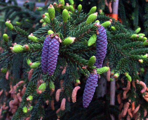 Oriental Spruce Gowdy - Extremely Prolific Pink Fruits on a Dwarf Selection 1 - Year Live Plant Oriental Spruce Gowdy - Extremely Prolific Pink Fruits on a Dwarf Selection 1 - Year Live Plant