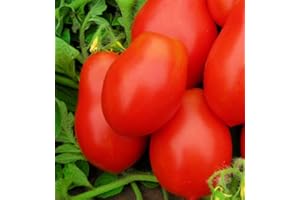 250 Roma VF Tomato Seeds for Planting Non GMO Heirloom Seeds Instant Latch Garden Vegetable Seed