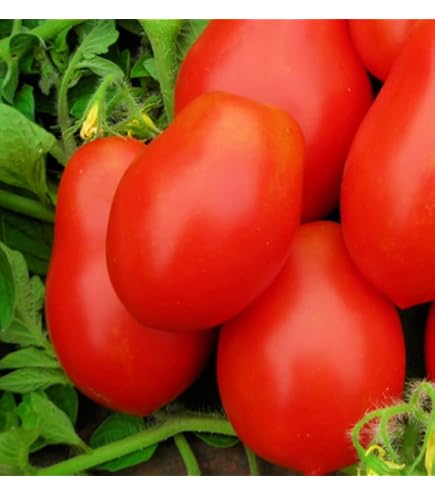 tomato出品 Cocktail Tomato E15T.41942