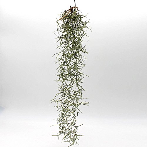 1pc Long – Live Tropical House Plants for Home Decor – Indoor Terrarium Air Plants Aquatic Arts