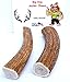 Big Dog Antler Chews - Extra Large 2-Pack Elk Antler Dog Chews, 6 Inches to 10 inches Long, for Medium to Large Dogs and Puppies