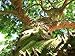 Mamajuana Aphrodisiac Dry Set Native Dominican Herbs&roots