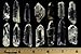 Fantasia Materials: 5 pcs of Brazilian Lemurian Seed Crystal Quartz - B Grade