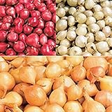 Onion Sets ,MIX, Red,Yellow,White (50-70 bulbs) Garden Vegetable