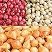 Onion Sets ,MIX, Red,Yellow,White (50-70 bulbs) Garden Vegetable primary