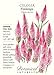 Flamingo Celosia Seeds - 150 mg - Annual