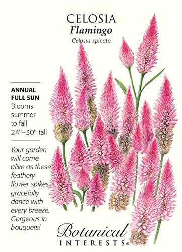 Flamingo Celosia Seeds - 150 mg - Annual Flamingo Celosia Seeds - 150 mg - Annual