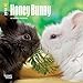 Honey Bunny 2018 7 x 7 Inch Monthly Mini Wall Calendar, Domestic Small Cute Animals