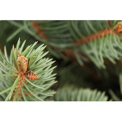 Cedarwood A A A œ 2856 Premium Fragrance Oil Buy 2 And Get Off 1 Oz 30 Ml Amazon In Home Kitchen