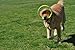 HurriK9 Foot Flying Ring for Dogs Starter Pack, Launcher Plus 3 Rings