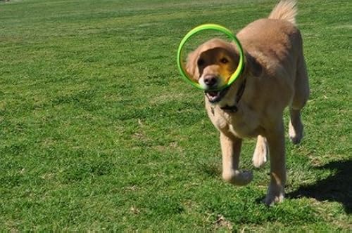 Launcher Hurrik9 Hurrik9 Discount HurriK9 Dog Ring Launcher