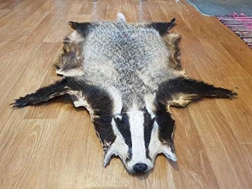 Robert Tartufferie Continental European wild badger skin rug hide fur pelt taxidermy home decor fireplace gothic shamanic healing ornament