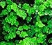 Hirt's Mini Oakleaf Creeping Fig - Terrarium/Topiary/HousePlant