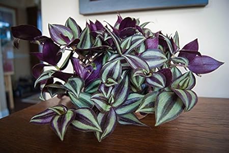 Plant House Live Jew/Tradescantia zebrina/wandering jew Charming Plant With Pot - Indoor/Outdoor Plant