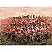 Italeri 6095 Brtiish Infantry 1815 1:72