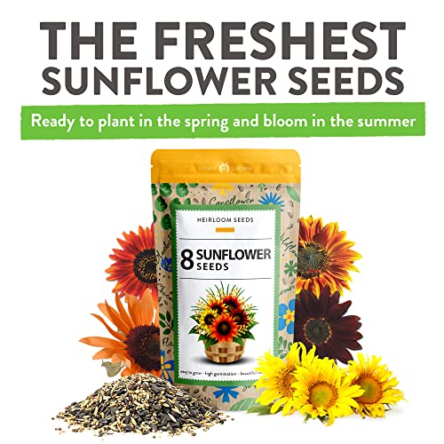 1000+ Bulk Sunflower Seeds for Planting Outside 8 Variety Pack