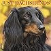 Just Dachshunds 2020 Wall Calendar (Dog Breed Calendar) by