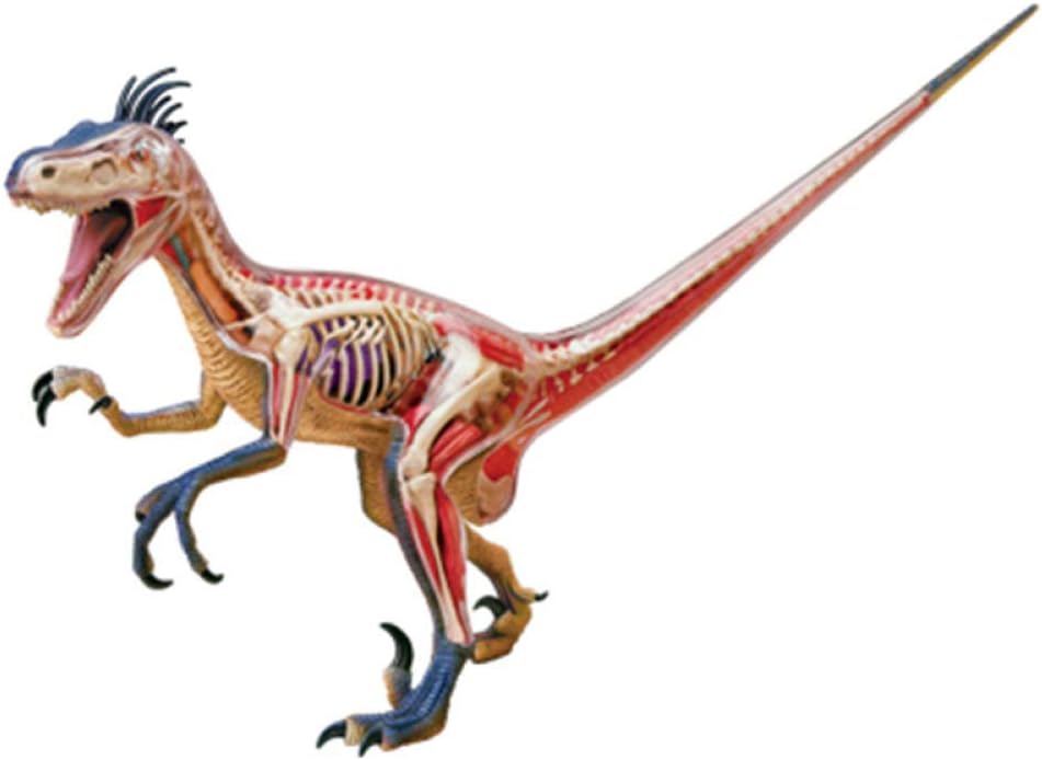 dinosaur anatomy toy