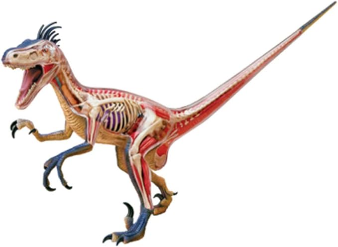 dinosaur anatomy toy