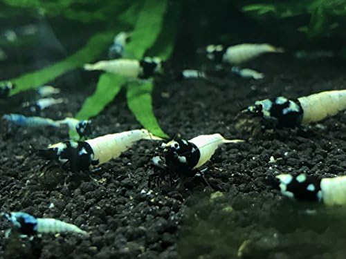 Pintos 5 Black (Caridina Cantonensis) Mixed Grade Live Freshwater Shrimps ¼ to ½ inch