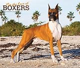 For the Love of Boxers 2020 14 x 12 Inch Monthly Deluxe Wall Calendar with Foil Stamped Cover, Anima by 