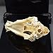 dog Skull Taxidermy supplies art bone vet medicine 1:1
